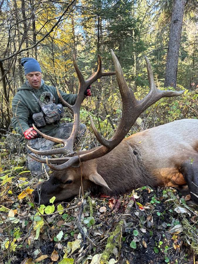 A bull Rocky Mountain Elk in the forest