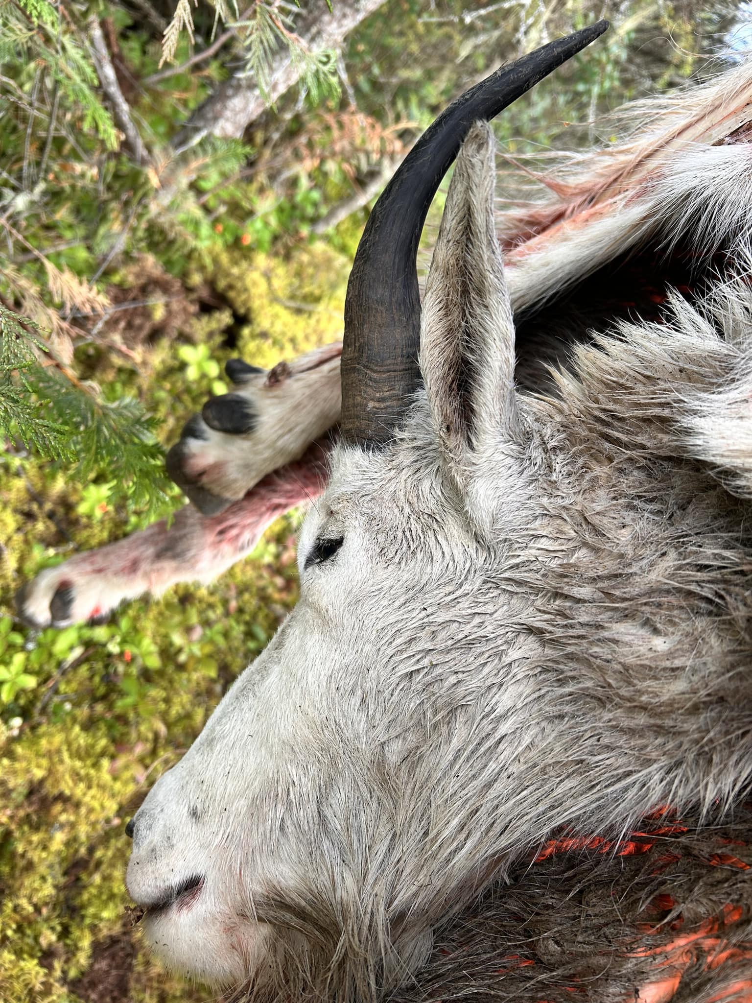 Mountain Goat on a cliff
