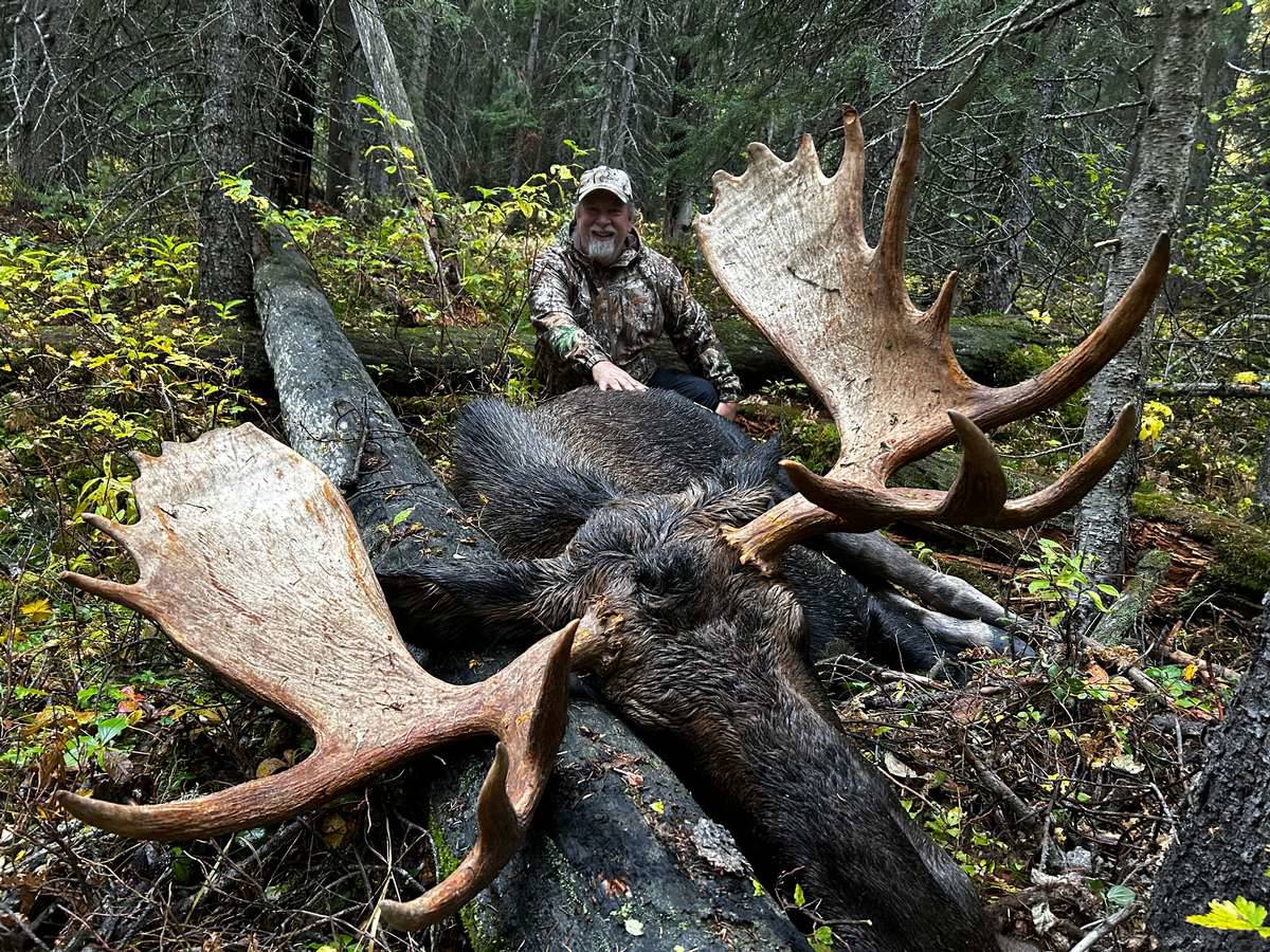 A magnificent trophy Canadian Moose